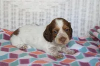 Bessie.  F.   AKC , a female Dachshund for sale in Westminster, SC – 1 of 9