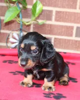Jess. M  ACA , a male Dachshund for sale in Westminster, SC – 4 of 10