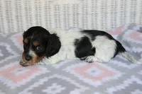 Bonnie.  F.  AKC , a female Dachshund for sale in Westminster, SC – 5 of 10