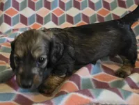 Gabriel.   M.   ACA, a male Dachshund for sale in Westminster, SC – 7 of 10