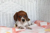 Sunny  F.   AKC. Mchip 22530, a female Dachshund for sale in Westminster, SC – Photo 5 of 10