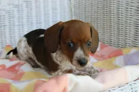 Sunny  F.   AKC. Mchip 22530, a female Dachshund for sale in Westminster, SC – Photo 2 of 10