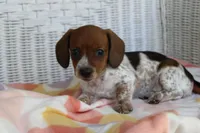 Sunny  F.   AKC. Mchip 22530, a female Dachshund for sale in Westminster, SC – Photo 3 of 10