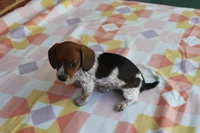 Sunny  F.   AKC. Mchip 22530, a female Dachshund for sale in Westminster, SC – Photo 6 of 10