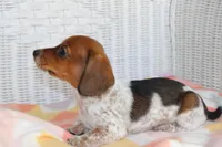 Sunny  F.   AKC. Mchip 22530, a female Dachshund for sale in Westminster, SC – Photo 4 of 10