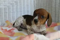 Sunny  F.   AKC. Mchip 22530, a female Dachshund for sale in Westminster, SC – Photo 1 of 10