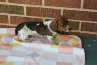 Sunny  F.   AKC. Mchip 22530, a female Dachshund for sale in Westminster, SC – Photo 8 of 10
