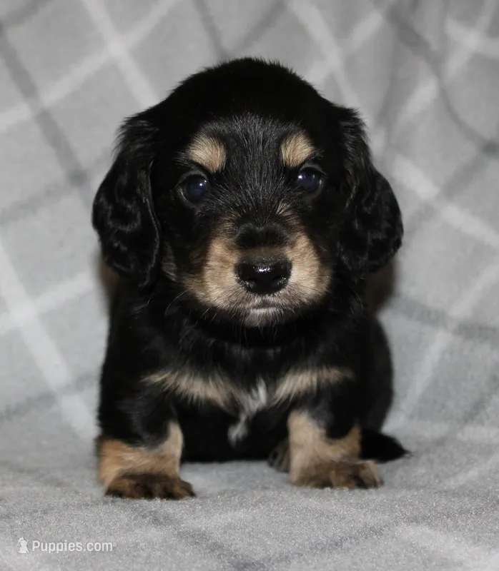 Gunther  M.  ACA – Dachshund puppy for sale in Westminster, SC