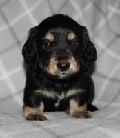 Gunther  M.  ACA, a male Dachshund for sale in Westminster, SC – 1 of 10