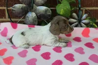Bella. F  AKC, a female Dachshund for sale in Westminster, SC – 7 of 10