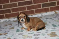 Arabella. F AKC mc# 9103, a female Dachshund for sale in Westminster, SC – 2 of 10