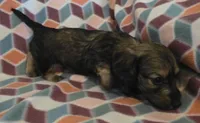 Gabriel.   M.   ACA, a male Dachshund for sale in Westminster, SC – 5 of 10