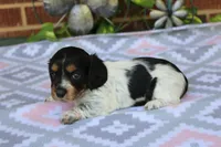 Bonnie.  F.  AKC , a female Dachshund for sale in Westminster, SC – 6 of 10