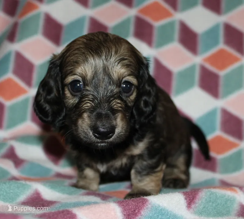 Gabriel.   M.   ACA – Dachshund puppy for sale in Westminster, SC