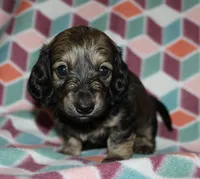 Gabriel.   M.   ACA, a male Dachshund for sale in Westminster, SC – 1 of 10