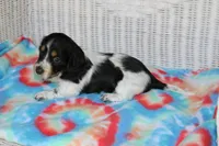 Benji.     F.    AKC , a female Dachshund for sale in Westminster, SC – 6 of 10
