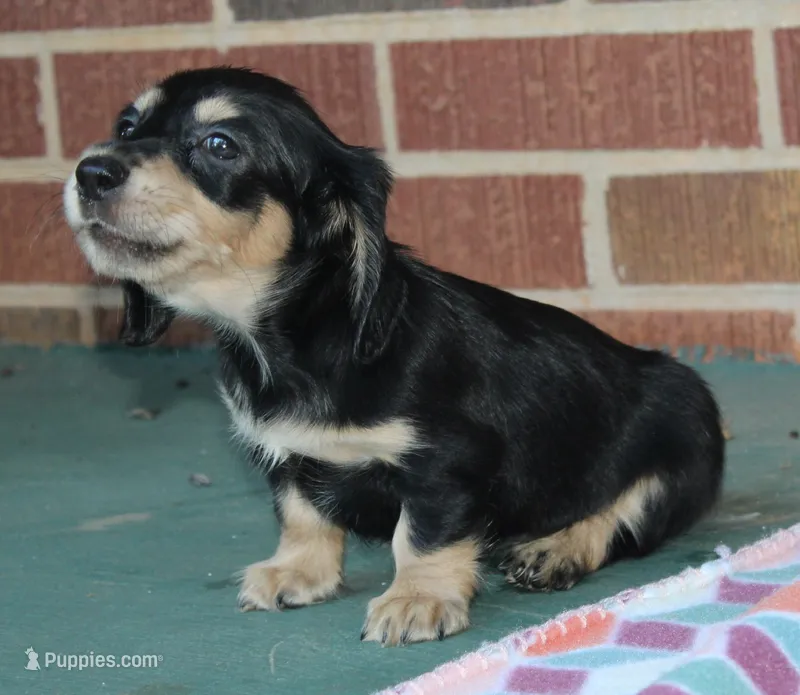 Patty. F AKC mchip #4767 – Dachshund puppy for sale in Westminster, SC