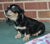 Patty. F AKC mchip #4767, a female Dachshund for sale in Westminster, SC – 1 of 10