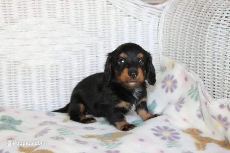 Pipsqueak  F  AKC – Dachshund puppy for sale in Westminster, SC