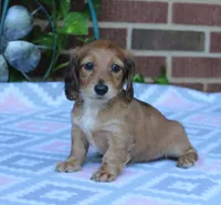 Charlotte.  F  AKC, a female Dachshund for sale in Westminster, SC – 8 of 10
