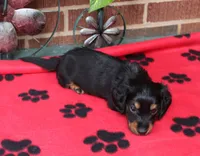 Jess. M  ACA , a male Dachshund for sale in Westminster, SC – 2 of 10
