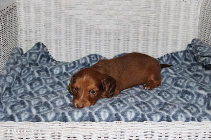 Asher M. AKC  mchip #9111 – Dachshund puppy for sale in Westminster, SC