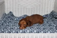 Asher M. AKC  mchip #9111, a male Dachshund for sale in Westminster, SC – 1 of 8