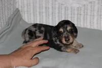Gizmo. M   ACA, a male Dachshund for sale in Westminster, SC – 2 of 10