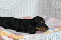 Peaches. AKC. F  MC #9107, a female Dachshund for sale in Westminster, SC – 6 of 10