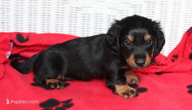 Jess. M  ACA  – Dachshund puppy for sale in Westminster, SC