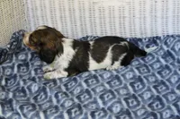 Bubba  M.  AKC, a male Dachshund for sale in Westminster, SC – 6 of 10