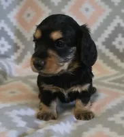 Gracie.   F.     ACA, a female Dachshund for sale in Westminster, SC – 2 of 7