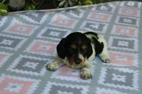 Bonnie.  F.  AKC , a female Dachshund for sale in Westminster, SC – 7 of 10