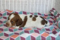 Bessie.  F.   AKC , a female Dachshund for sale in Westminster, SC – 4 of 9