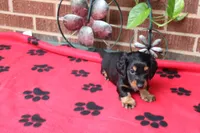 Jess. M  ACA , a male Dachshund for sale in Westminster, SC – 3 of 10
