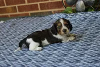 Bubba  M.  AKC, a male Dachshund for sale in Westminster, SC – 8 of 10