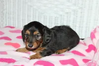 Athena. F AKC. Mchip # 9109, a female Dachshund for sale in Westminster, SC – 6 of 10