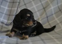 Gunther  M.  ACA, a male Dachshund for sale in Westminster, SC – 2 of 10
