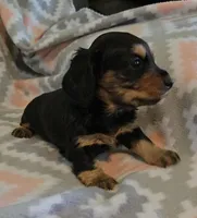Gracie.   F.     ACA, a female Dachshund for sale in Westminster, SC – 3 of 7