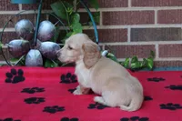 Doc M Cream, a male Dachshund for sale in Westminster, SC – 6 of 9