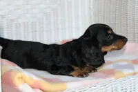 Peaches. AKC. F  MC #9107, a female Dachshund for sale in Westminster, SC – 4 of 10