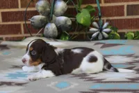 Bernie..M.   AKC , a male Dachshund for sale in Westminster, SC – 4 of 10