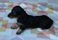 Peaches. AKC. F  MC #9107, a female Dachshund for sale in Westminster, SC – 3 of 10