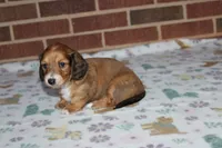 Arabella. F AKC mc# 9103, a female Dachshund for sale in Westminster, SC – 8 of 10