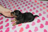 Athena. F AKC. Mchip # 9109, a female Dachshund for sale in Westminster, SC – 8 of 10
