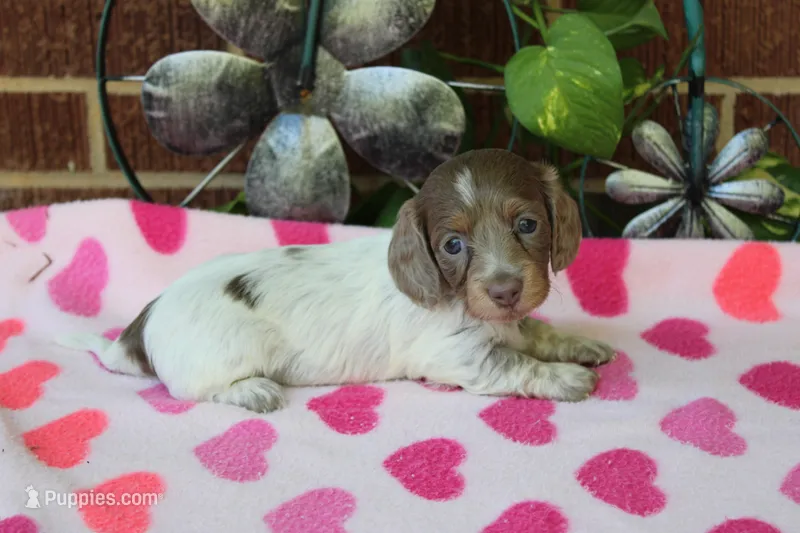 Bella. F  AKC – Dachshund puppy for sale in Westminster, SC