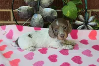 Bella. F  AKC, a female Dachshund for sale in Westminster, SC – 1 of 10
