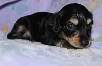 Prince.     M.   ACA, a male Dachshund for sale in Westminster, SC – 7 of 9