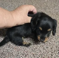 Pipsqueak  F  AKC, a female Dachshund for sale in Westminster, SC – 6 of 8