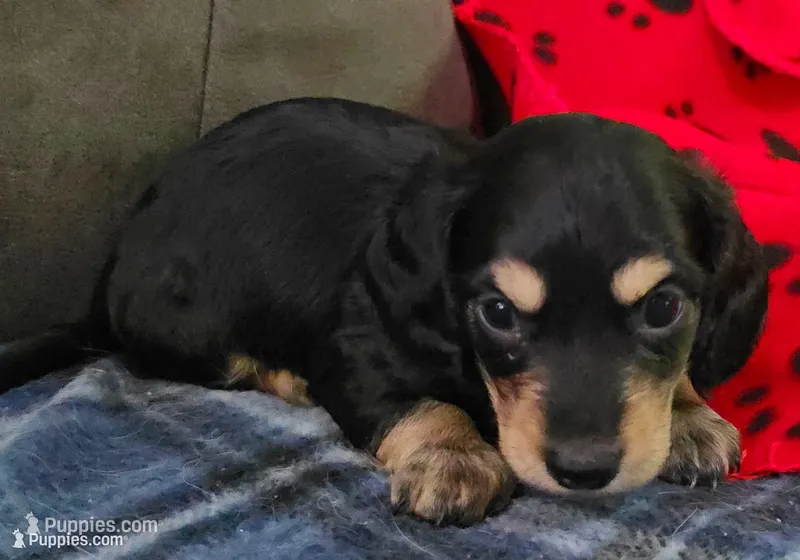 Prince.     M.   ACA – Dachshund puppy for sale in Westminster, SC